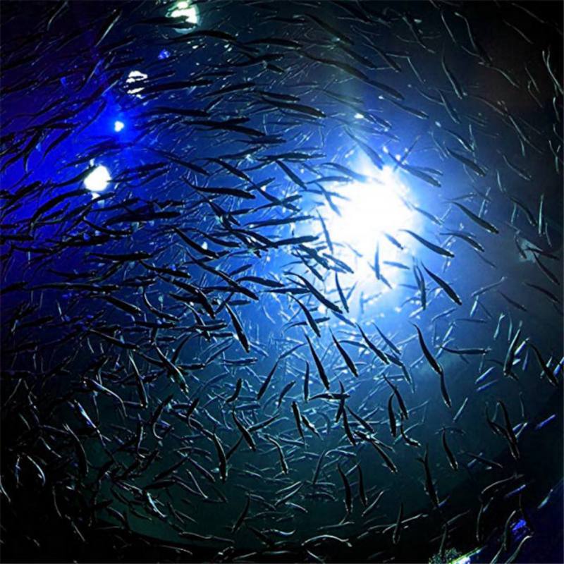 Mini Fishing Attraction Lamp G - Fishing Boat Navigation Light 리뷰 및 가격